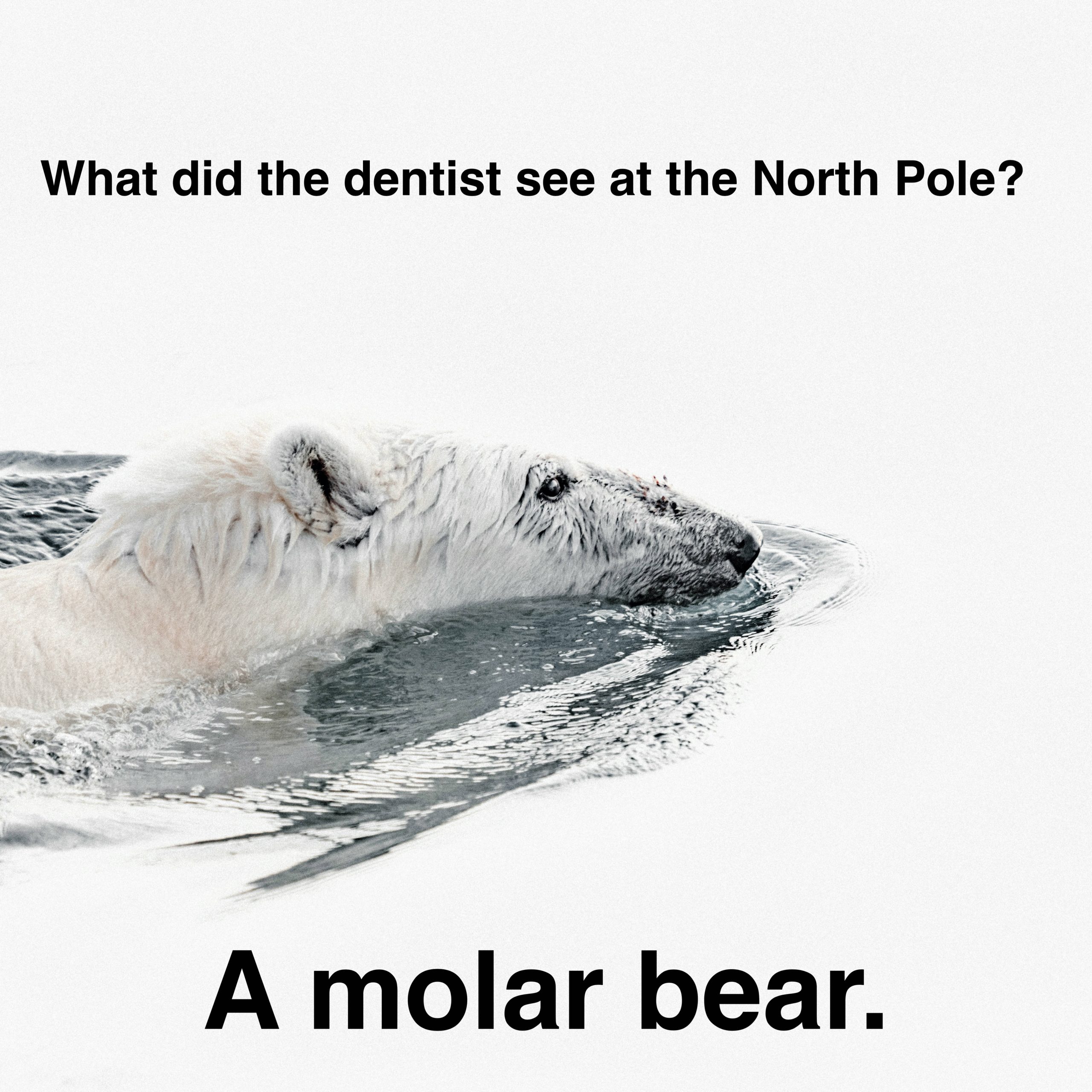 dentist molar bear pun