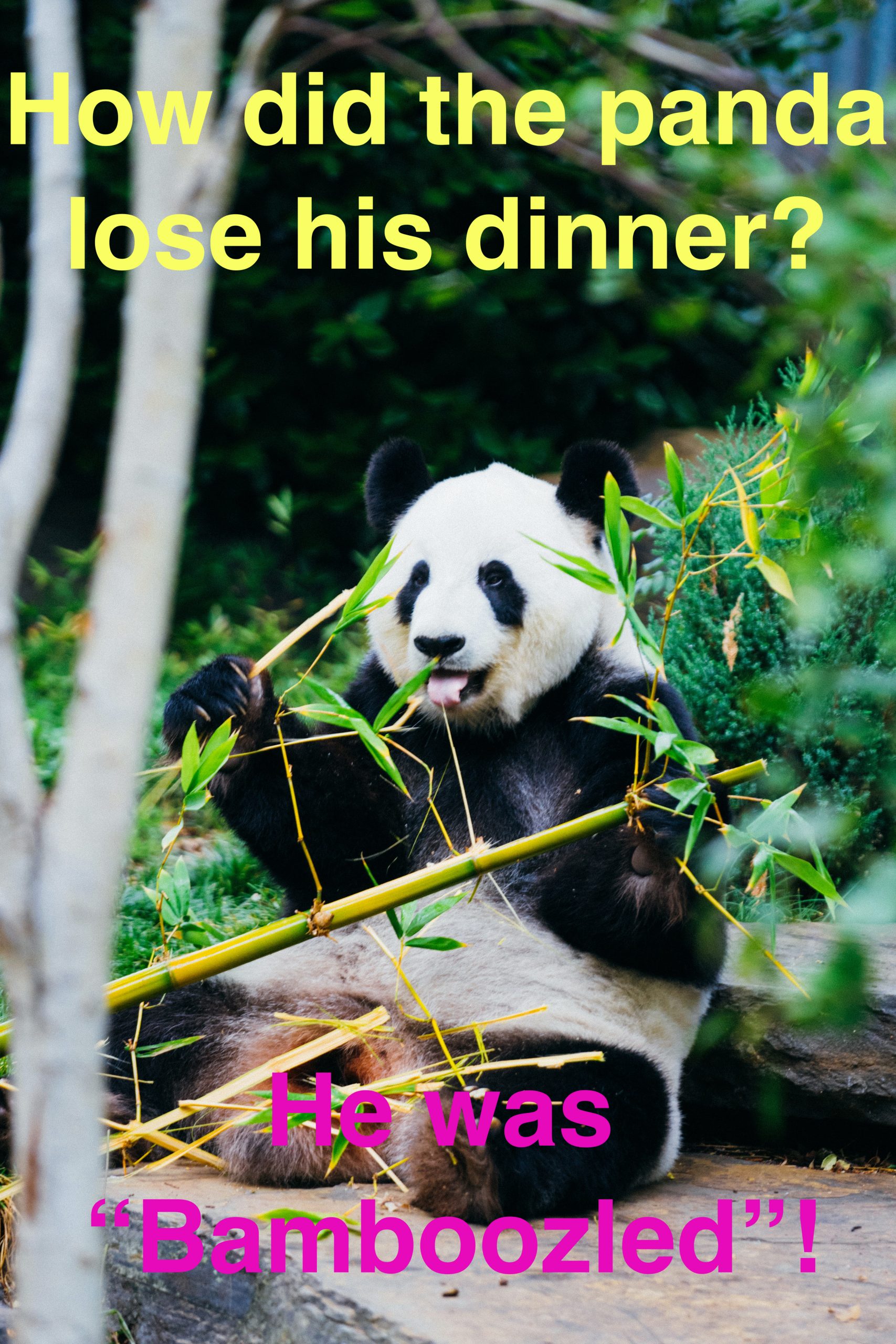 How did the panda lose his dinner? He was  “Bamboozled”!